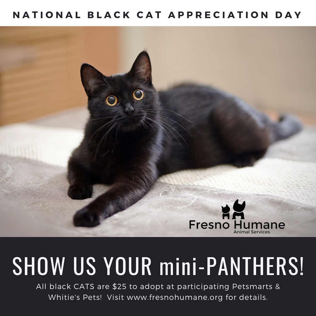 Black cat mini panther 2025